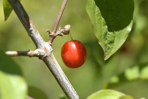 Cornelian cherry Stock Photos