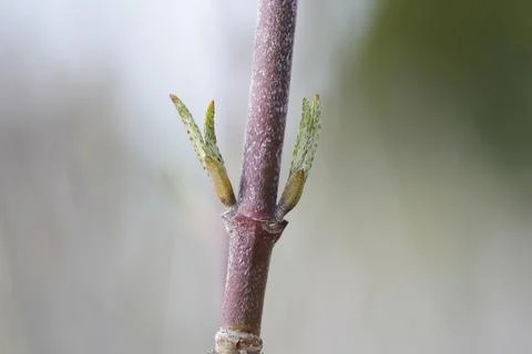 Cornelian cherry Stock Photos