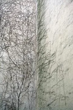 The corner of a building with an attached dead vine Fotos de archivo