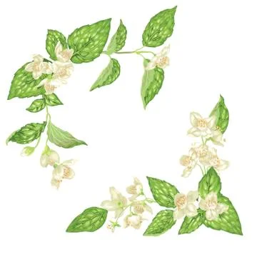 Corner decor elements with jasmine flowers bloom branches in realistic graphi Stock Illustration