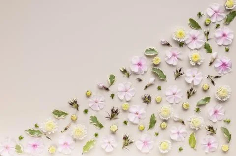 Corner flower pattern on a beige background. Phlox flowers, chrysanthemums an Stock Photos