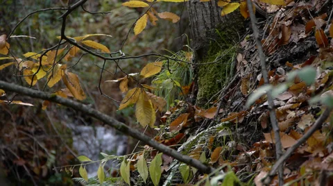 Corner in the forest Stock Footage 36023363