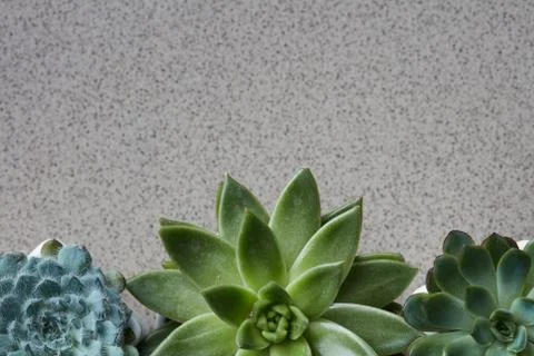 Corner frame from different plants Echeveria on a gray stone background Stock-Fotos