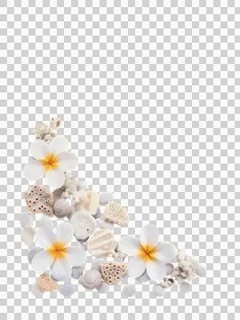 Corner frame with seashells, coral, and tiare flowers isolated transparent pn Stock Photos