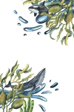 Corner frame of seaweed, and killer whales. Hand-drawn watercolor illustration Stock Illustration