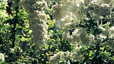 Corner of the garden Stock Footage 93781192