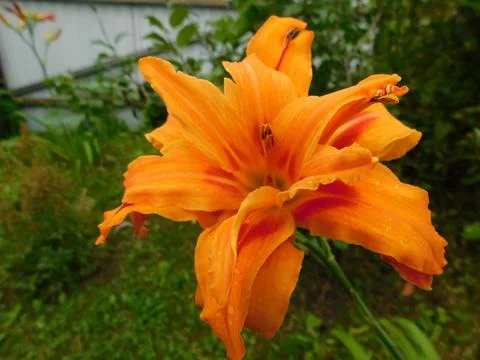Corner of the garden with lily flowers in different colors. Foto stock
