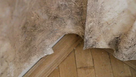 The corner inside the house is covered with black mold (Aspergillus niger), high Stock Footage 109063902
