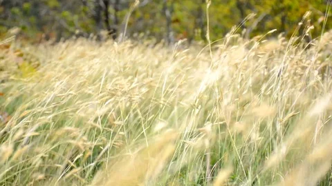 Corner near the grass With the wind blowing In the summer The atmosphere provide Stock Footage 126809581