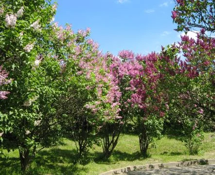 Corner of the park in spring. Flowering trees. sunny 库存照片