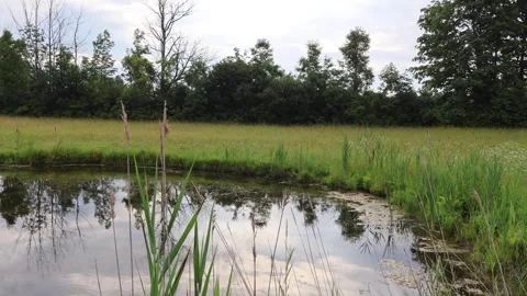 Corner of Pond Stockbeeldmateriaal 338240071