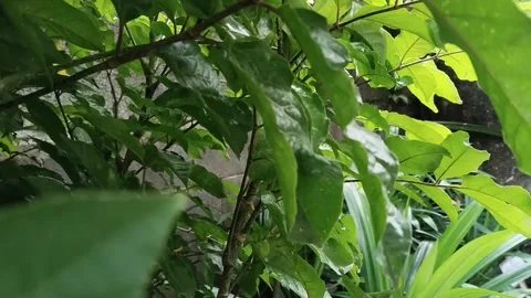 Corner of the school garden Stock Footage 313252663