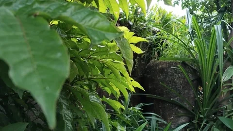 Corner of the school garden Stock Footage 313252704