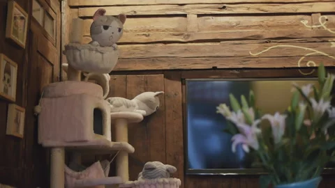 Corner of the tea house, cat climbing shelf, cat dolls Video stock 194465146