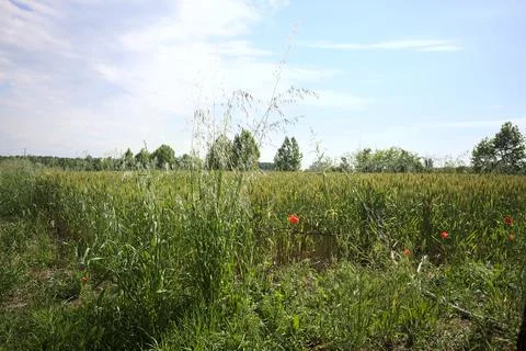 Corner of a wheat field Stock Photos