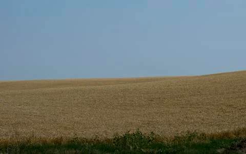 Corner of a wheat field in the summer Stock Photos