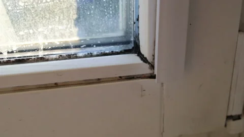 Corner of window pane in black Aspergillus mold close-up. Real time, contains pe Stock Footage 109233435