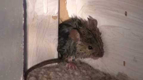 Cornered mouse Stock Footage 90210348