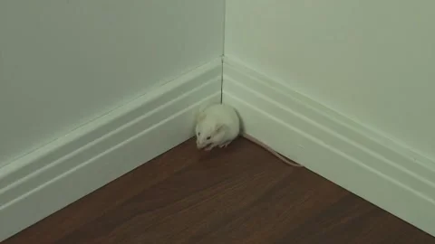A cornered mouse in a maze 01 Stock Footage 145850815