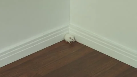 A cornered mouse in a maze Stock Footage 145851322