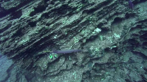 Cornet fish in El Boiler rock near Sanbenedicto island Video stock 80927474
