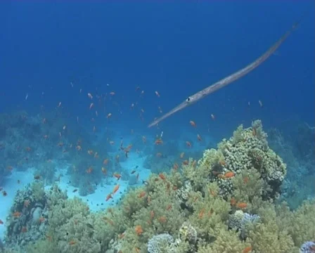 Cornet fish  Stock Footage 459535