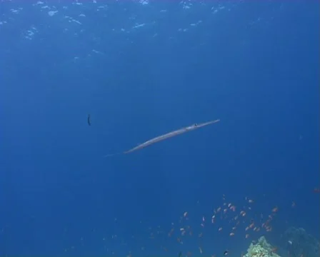 Cornet fish Video stock 459544