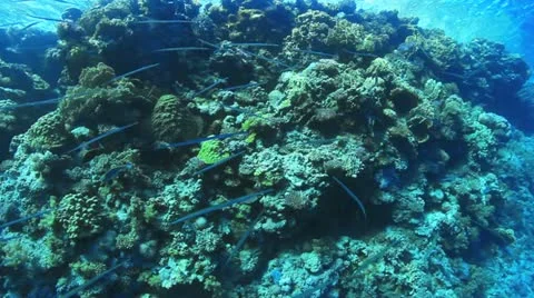 Cornet fish near the surface Stock Footage 22637608