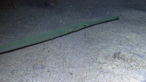 Cornet fish in the night Stock Footage 78206920