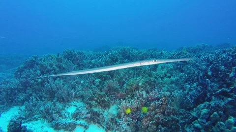 Cornetfish comes into frame and then swims out of frame Stock Footage 71156392