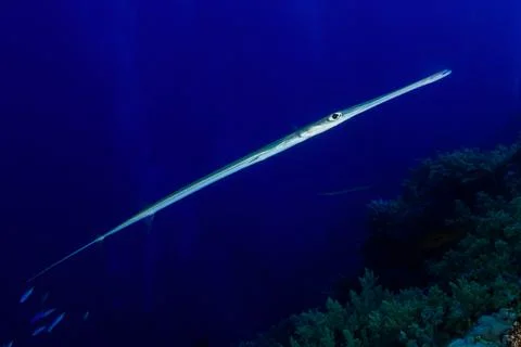 Cornetfish 库存照片