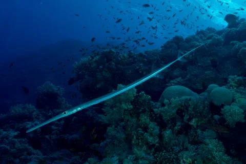 Cornetfish Stock Photos