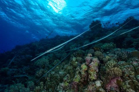 Cornetfish Stock Photos