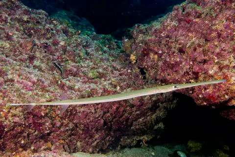 Cornetfish portrait Stock Photos
