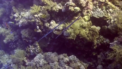 Cornetfish  in Red sea Stock-Footage 78618559