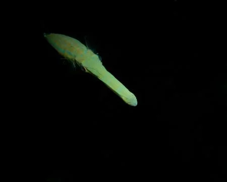 Cornetfish, taken while diving at night  in Myanmar Stock Photos