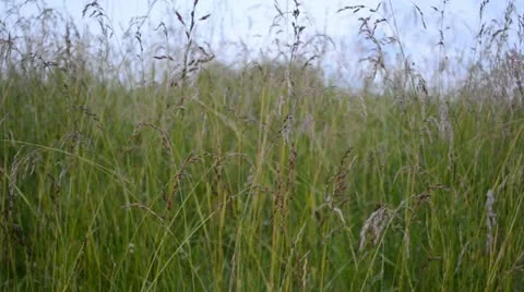 Cornfeld 動画素材 11323886