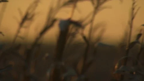 CornField 002-C0012b Stock Footage 123915651