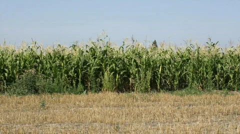 Cornfield 1 Stock Footage 859550