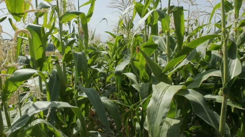 Cornfield 10 Stock Footage 859557