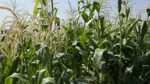 Cornfield 11 Video stock 859590