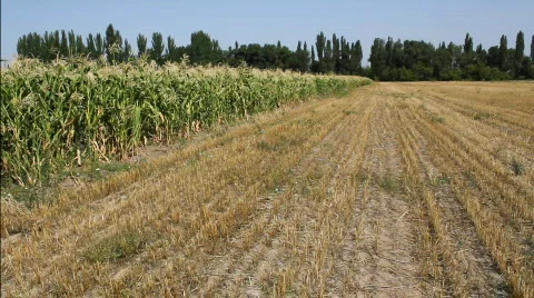 Cornfield 12 스톡 동영상 859599