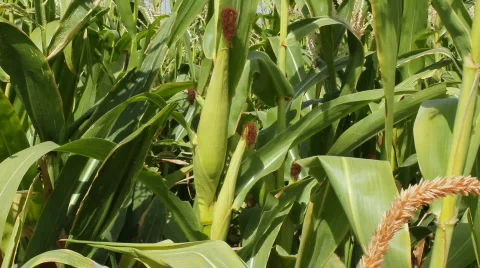 Cornfield 13 Video stock 859583