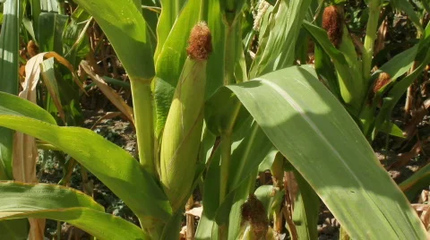 Cornfield 14 Stock Footage 859577