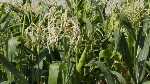 Cornfield 2 Video stock 859554
