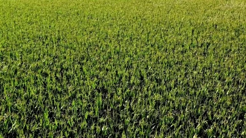 Cornfield 2 Stock Footage 112306109
