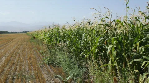 Cornfield 3 Video stock 859555