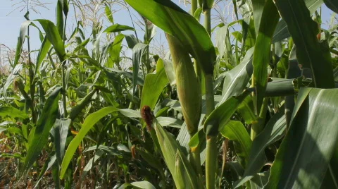 Cornfield 4 Video stock 859551