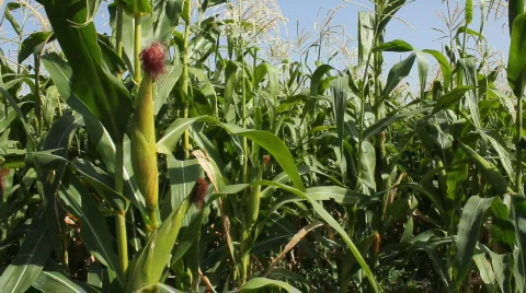 Cornfield 5 Stock Footage 859548