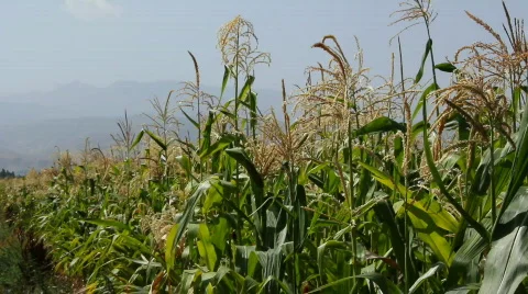 Cornfield 6 Stock Footage 859549